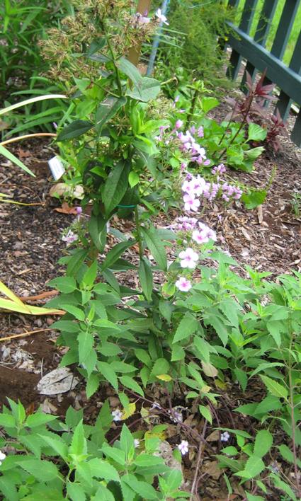 Garden Phlox